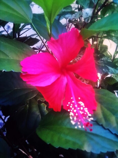 Hibiscus