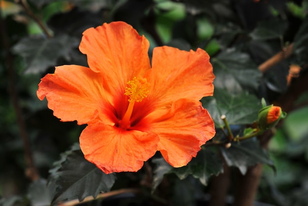 Hibiscus