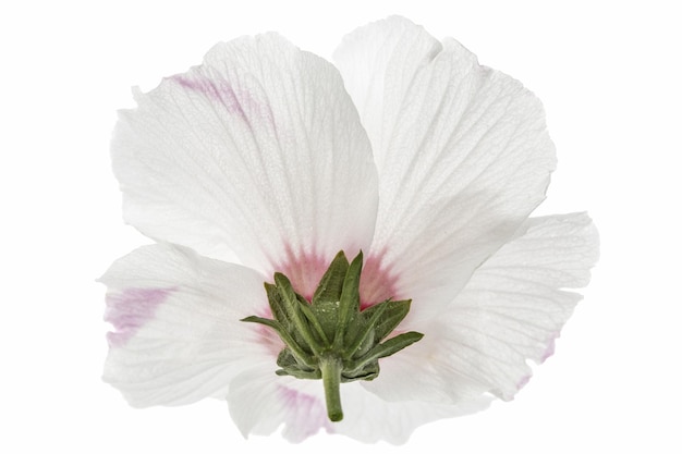 Hibiscusbloem geïsoleerd op witte achtergrond