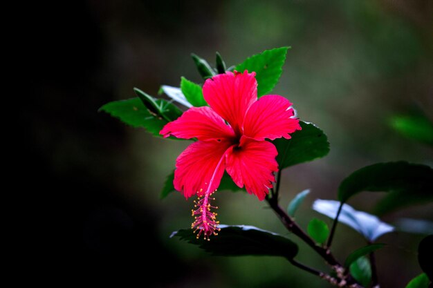 Hibiscusbloem in de malvefamilie Malvaceae in bloei