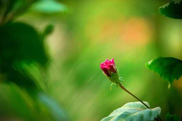 Hibiscusbloem in de malvefamilie Malvaceae in bloei