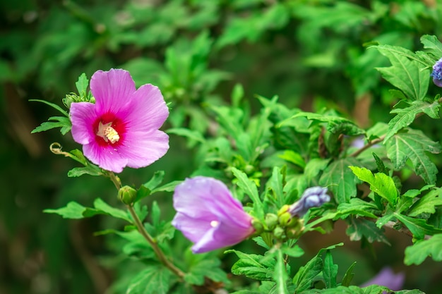 Hibiscusbloem in tuin