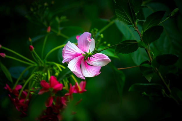 Hibiscusbloem in volle bloei tijdens de lente in een openbaar park in India