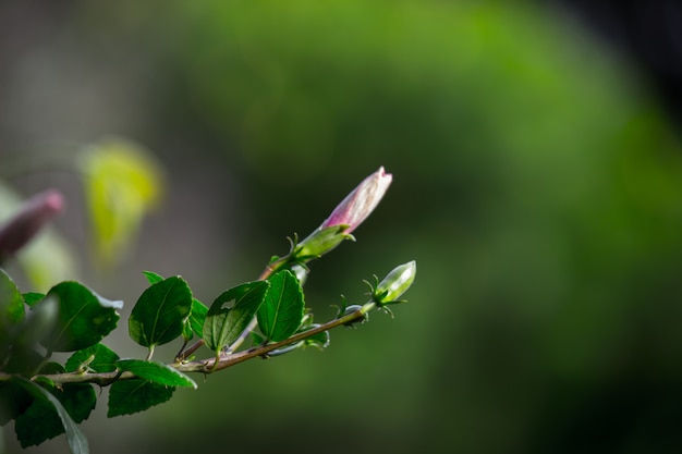 Hibiscusbloem of Malvaceae of rosasinensis bekend Schoenbloem in volle bloei tijdens de lente