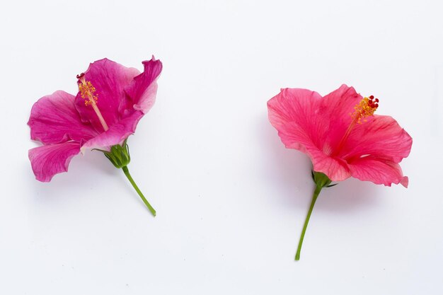 Foto hibiscusbloem op witte achtergrond