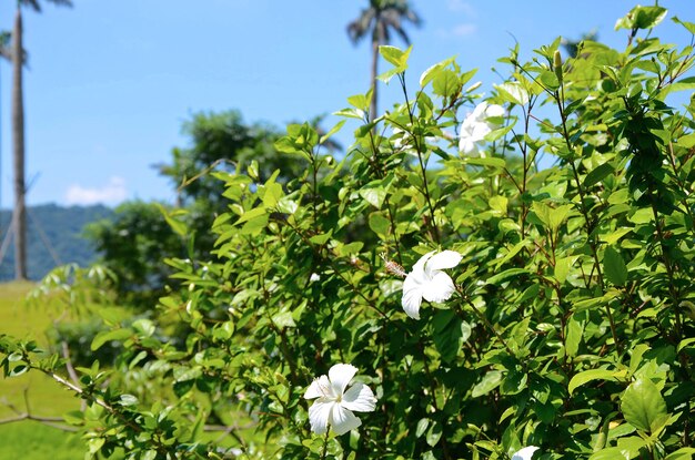 Hibiscusgardenparkflower