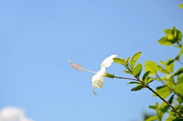 Hibiscusgardenparkflower