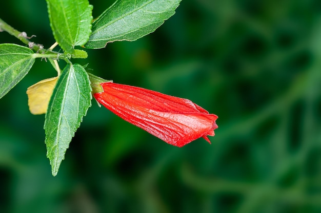 Foto hibiscusknop met bladeren in groen