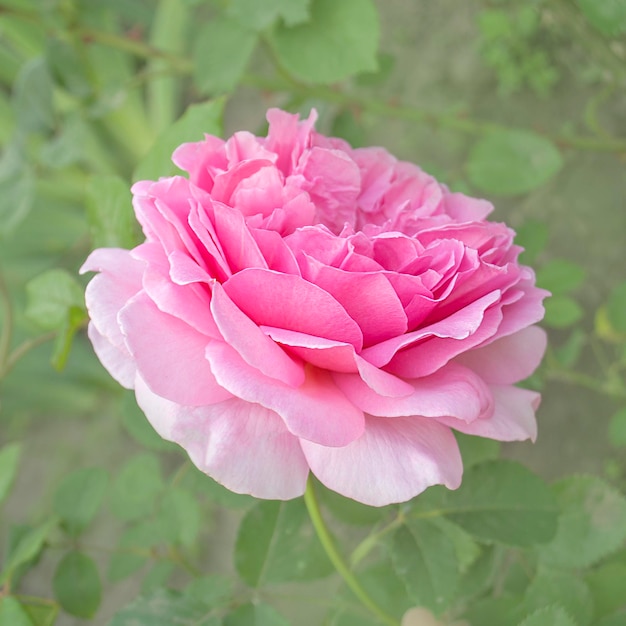 Hibrid pink tea rose