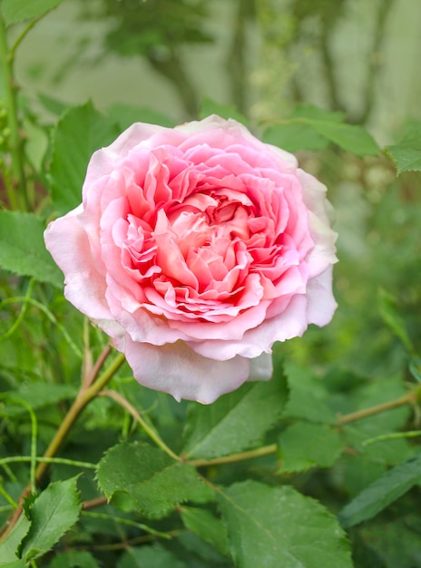 Hibrid tea rose pink rose flower on the rose bush in the garden\
in summer