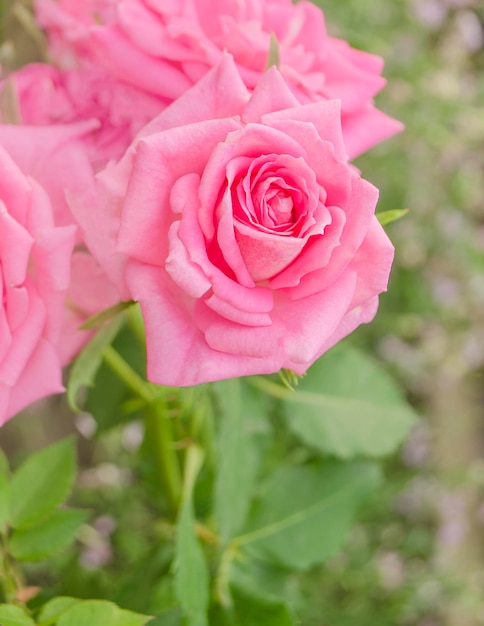 Photo hibrid tea rose pink rose on the rose bush in the garden in summer