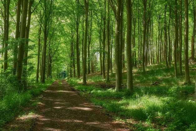 Hidden mystery path leading through growing beech trees in magical deciduous forest in remote serene and quiet forest Landscape view of lush green woods with a pathway to paradise in nature