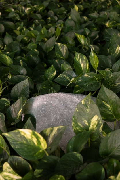 Hidden rock in a green leafs shallow focus.