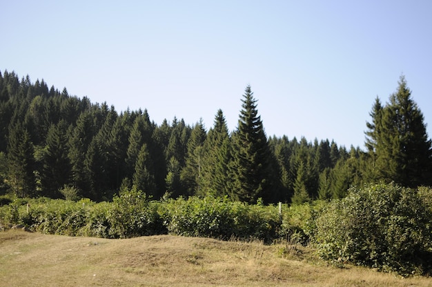 Hidirnebi-plateau gelegen in de stad akcaabat, 1450 - 1500 m op zijn hoogtepunt.