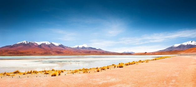High-altitude Celeste lagoon with pink flamingos and volcano view on plateau Altiplano, Bolivia. Panoramic view