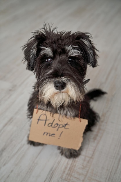 Photo high angle of adorable miniature schnauzer dog with cardboard signboard with adopt me inscription sitting on floor