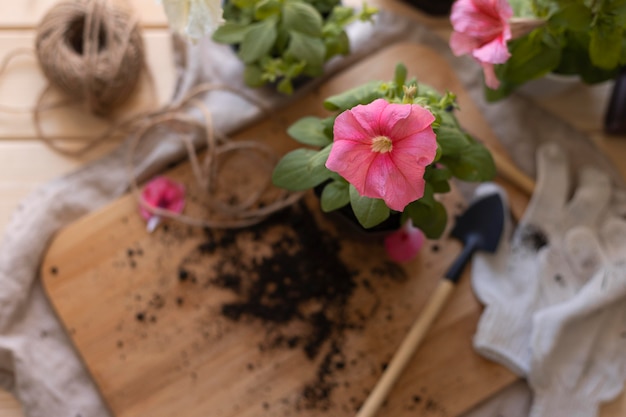 写真 ピンクの花とのハイアングルアレンジメント