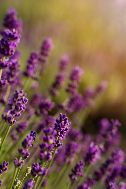 Photo high angle beautiful blurry lavender