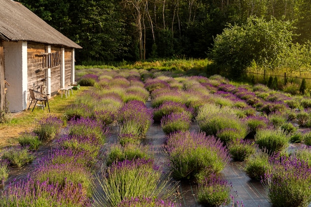 Foto bellissimo campo e casa di lavanda ad alto angolo