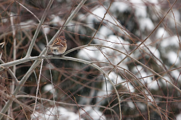 high angle close-up of bird perching on branch during winter