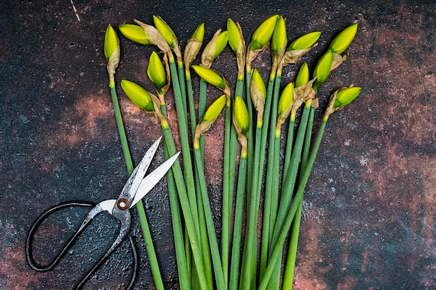 Photo high angle close up of bunch of daffodils and pair of scissors.