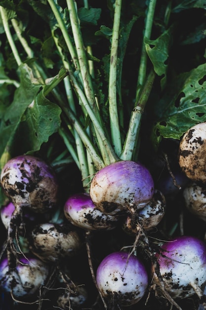 High angle close up of bunch of freshly harvested turnips.