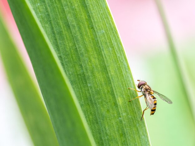 植物上の蜂の高角度のクローズアップ