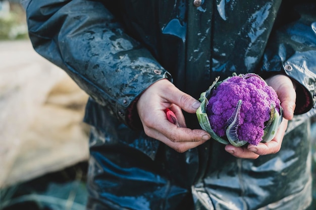 High angle close up of person holding freshly harvested purple cauliflower.