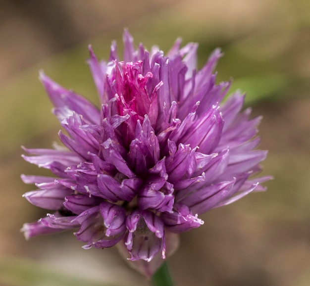 Foto close-up ad alto angolo di un fiore viola che fiorisce in un parco