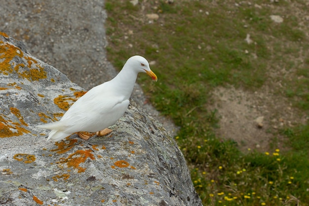 Крупный план желтоногой чайки, сидящей на скале под высоким углом