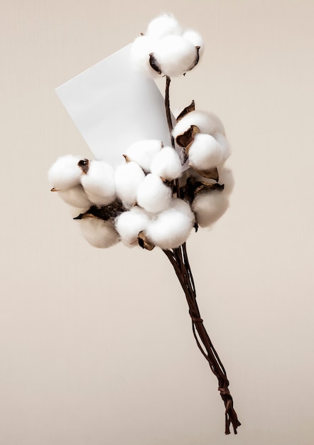 High angle cotton branches