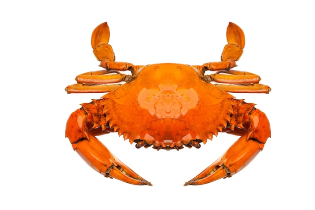 High angle of a crab