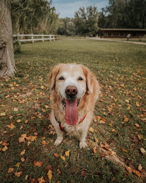 Высокий угол собаки, смотрящей в камеру и на фоне осенних листьев.