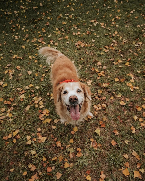 High angle of dog looking towards the camera and background of autumn leaves.