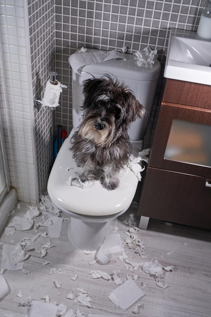 High angle of fluffy purebred dog looking at camera while sitting on toilet bowl with pieces of paper scattered around