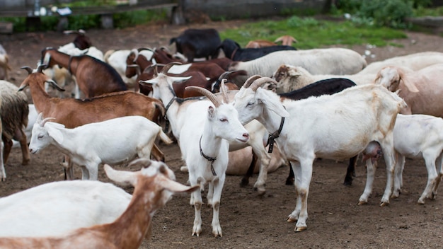 High angle goats at farm