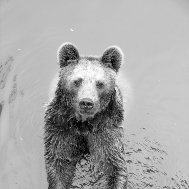 high angle portrait of bear on shore