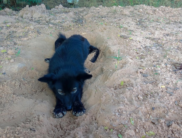 Photo high angle portrait of black puppy