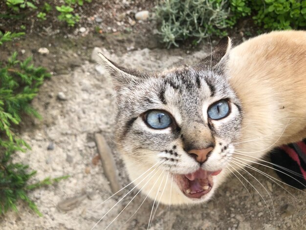 High angle portrait of cat by tree