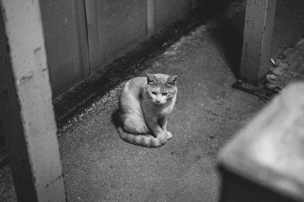 Foto ritratto ad alto angolo di un gatto sul pavimento