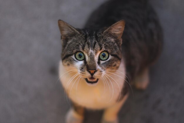 Foto ritratto ad alto angolo di un gatto sul sentiero