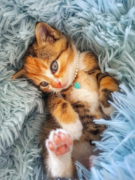 ベッドに横たわっている猫の高角度の肖像画