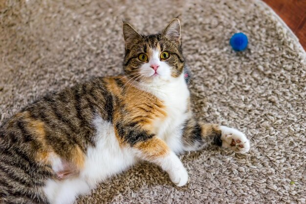 Foto ritratto ad alto angolo di un gatto sdraiato sul tappeto a casa