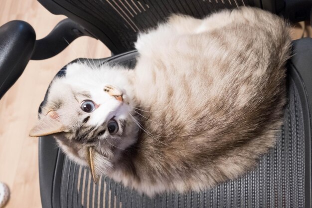 Foto ritratto ad alto angolo di un gatto che si rilassa sul pavimento