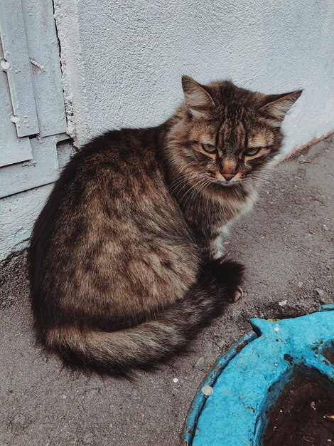 High angle portrait of cat resting on wall