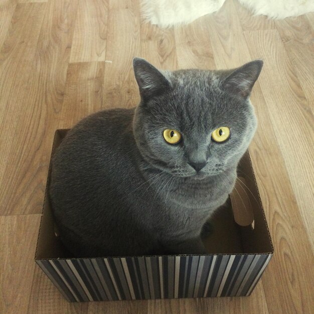 High angle portrait of cat on table