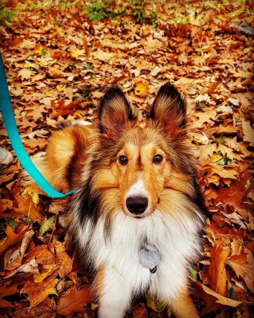 High angle portrait of dog on autumn leaves