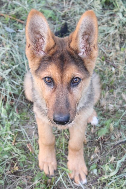 Foto ritratto ad alto angolo di un cane sul campo