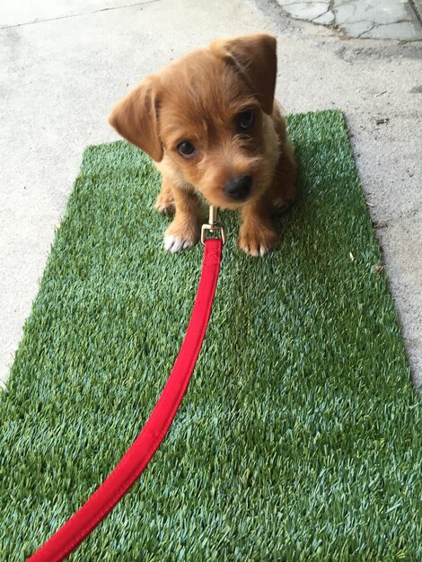 High angle portrait of dog on grass