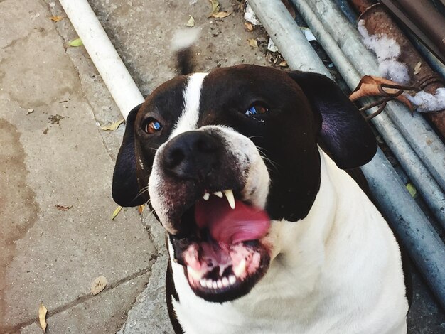 High angle portrait of dog on ground